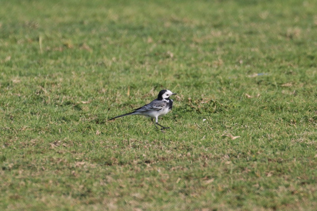White Wagtail (White-faced) - ML302555531