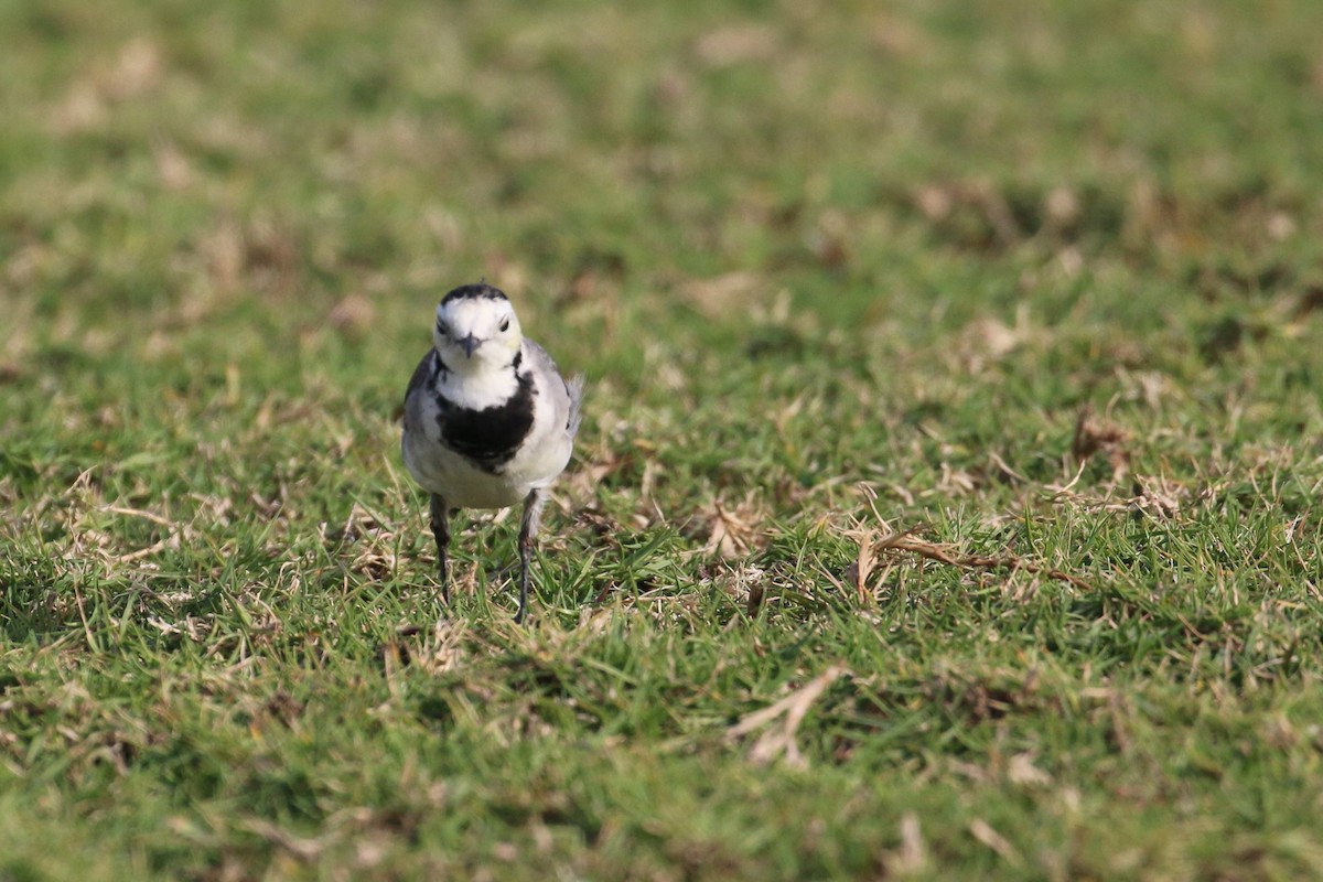 White Wagtail (White-faced) - ML302555571
