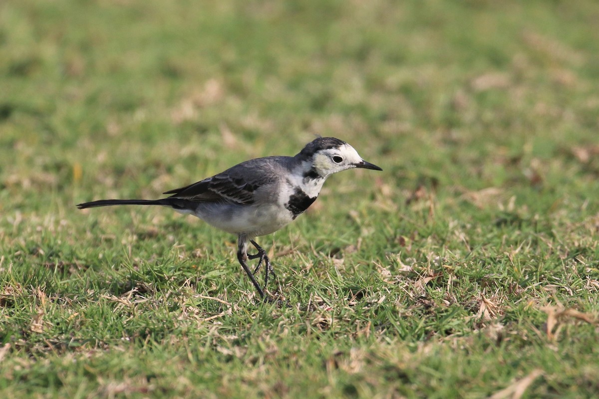 White Wagtail (White-faced) - ML302555581