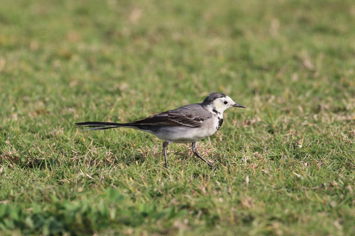 White Wagtail (White-faced) - ML302555591