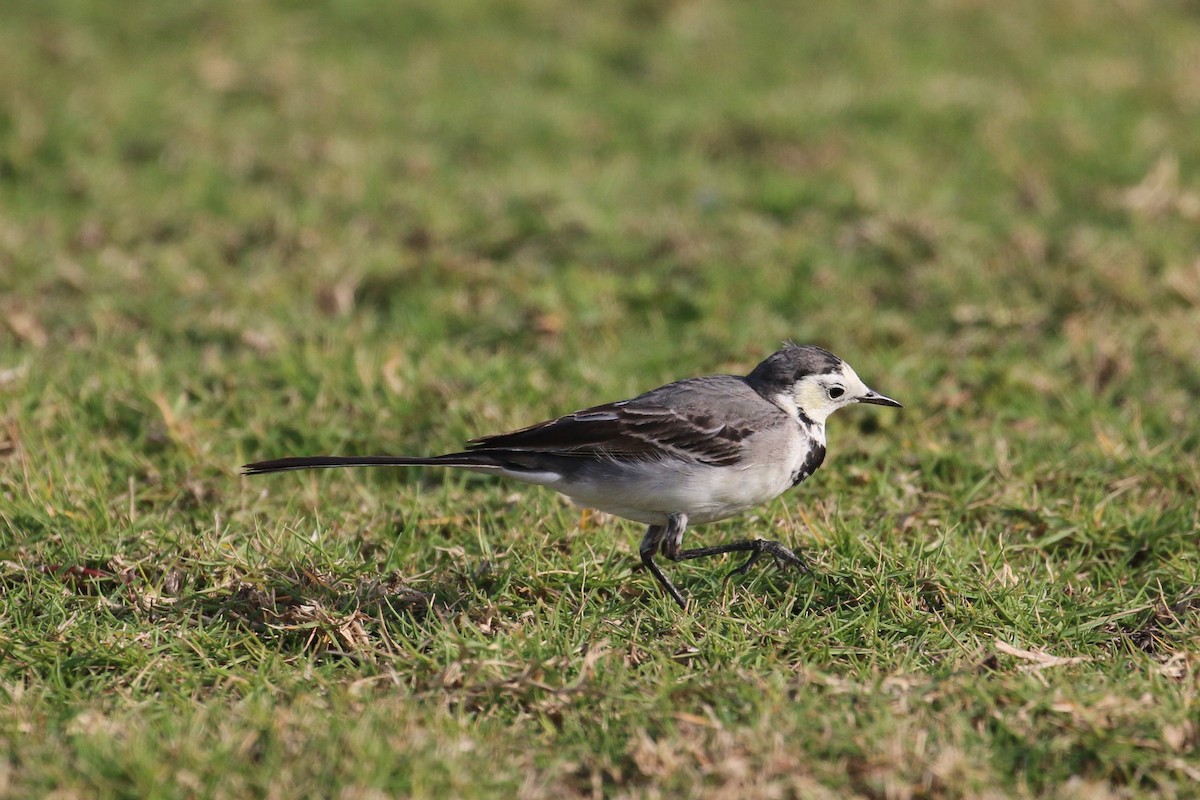 White Wagtail (White-faced) - ML302555601