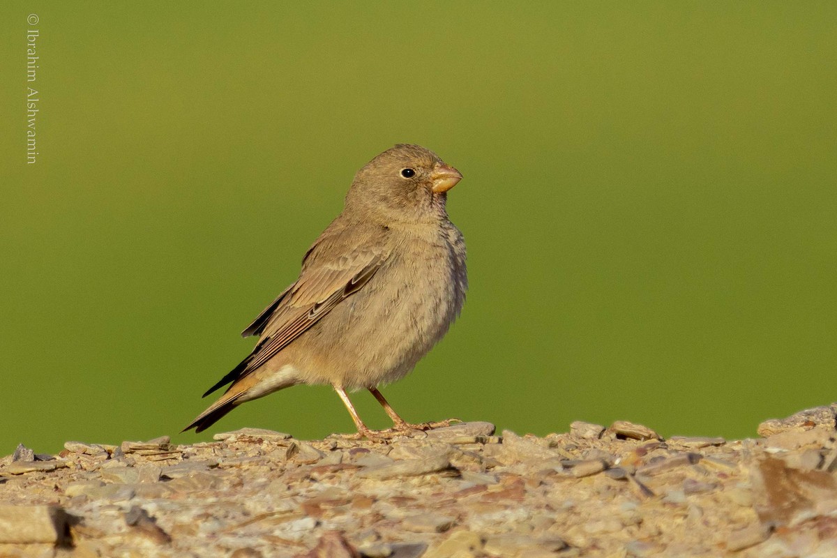 Trumpeter Finch - ML302556081