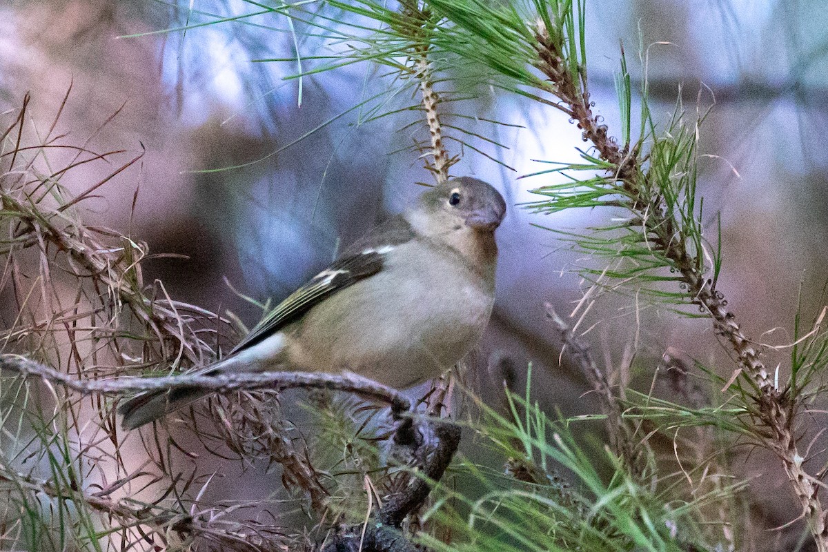 Canary Islands Chaffinch (Canary Is.) - ML302556311