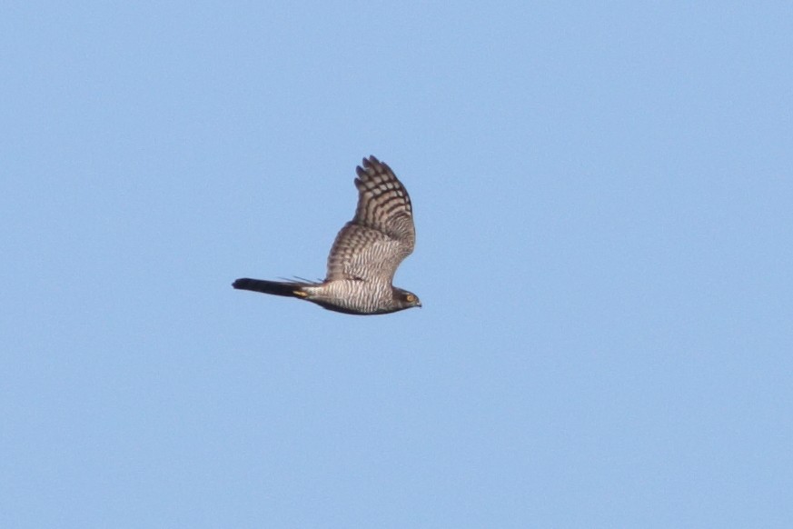 Eurasian Sparrowhawk - Alexandre Hespanhol Leitão