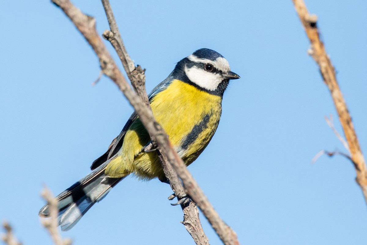 African Blue Tit - ML302556591