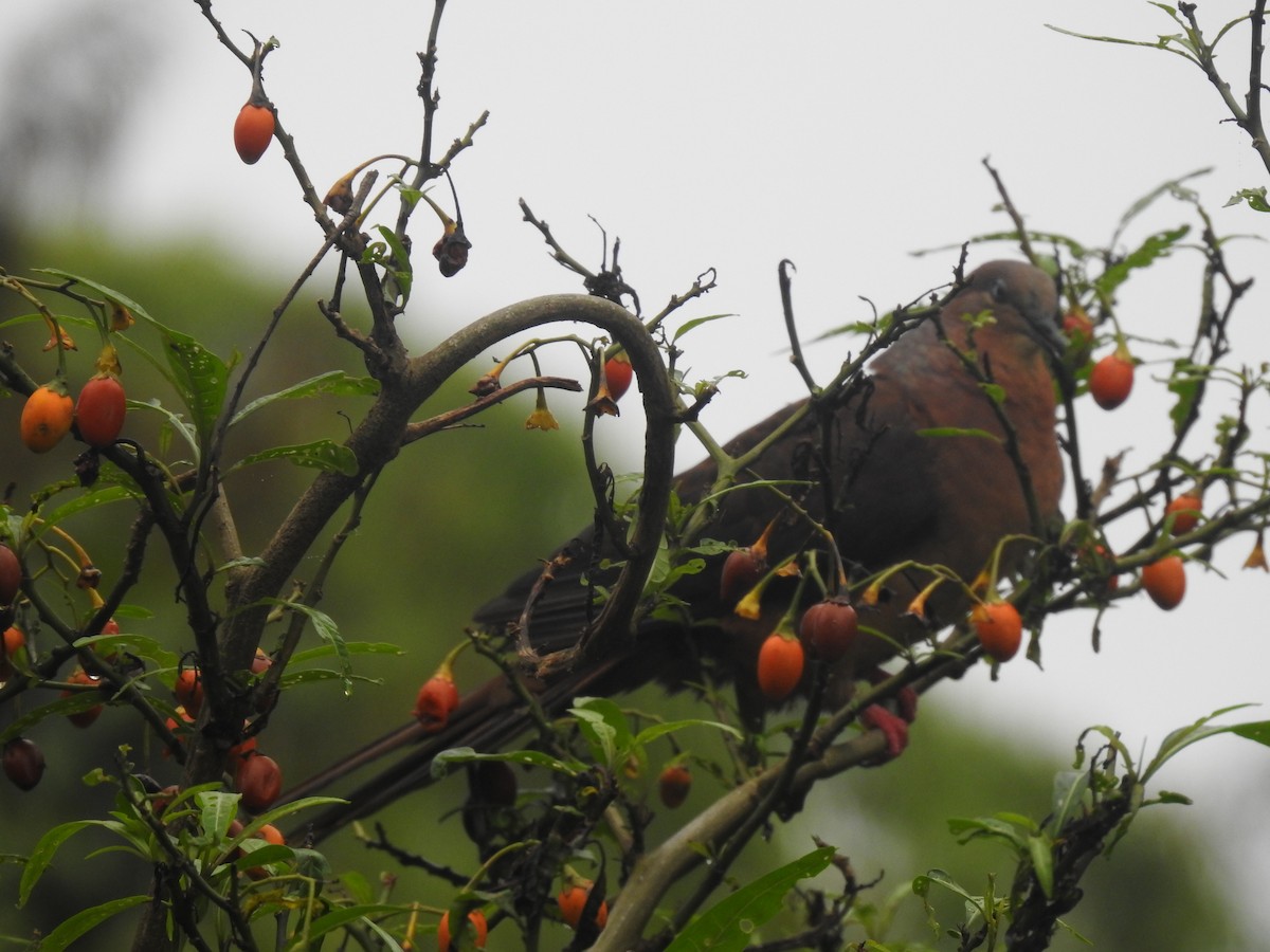 Brown Cuckoo-Dove - ML302556871