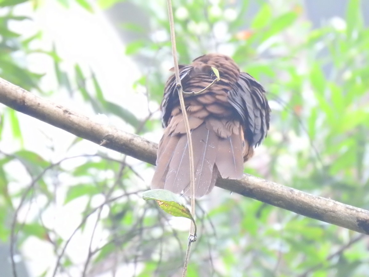 Brown Cuckoo-Dove - ML302556881