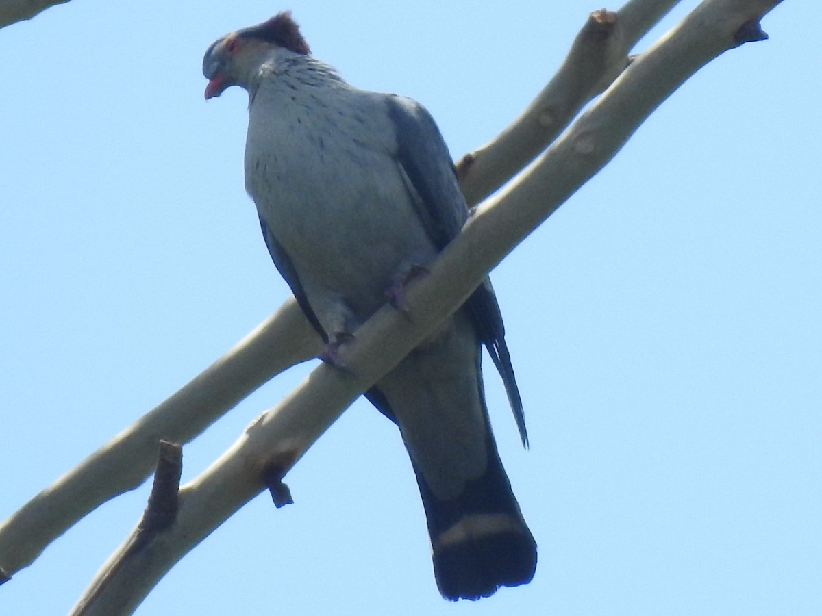 Topknot Pigeon - ML302556911