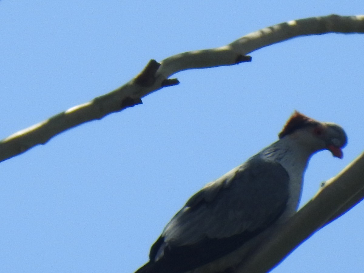 Topknot Pigeon - ML302556981