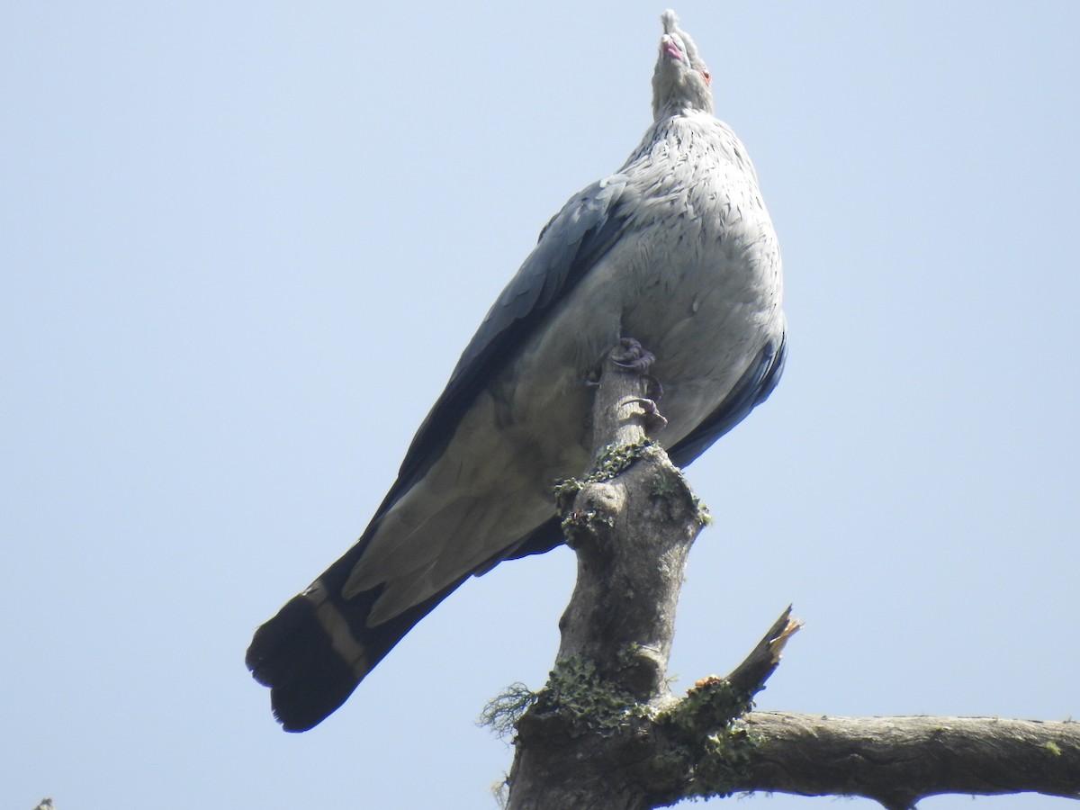 Topknot Pigeon - ML302556991