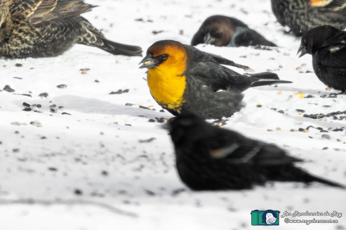 Yellow-headed Blackbird - ML302558331