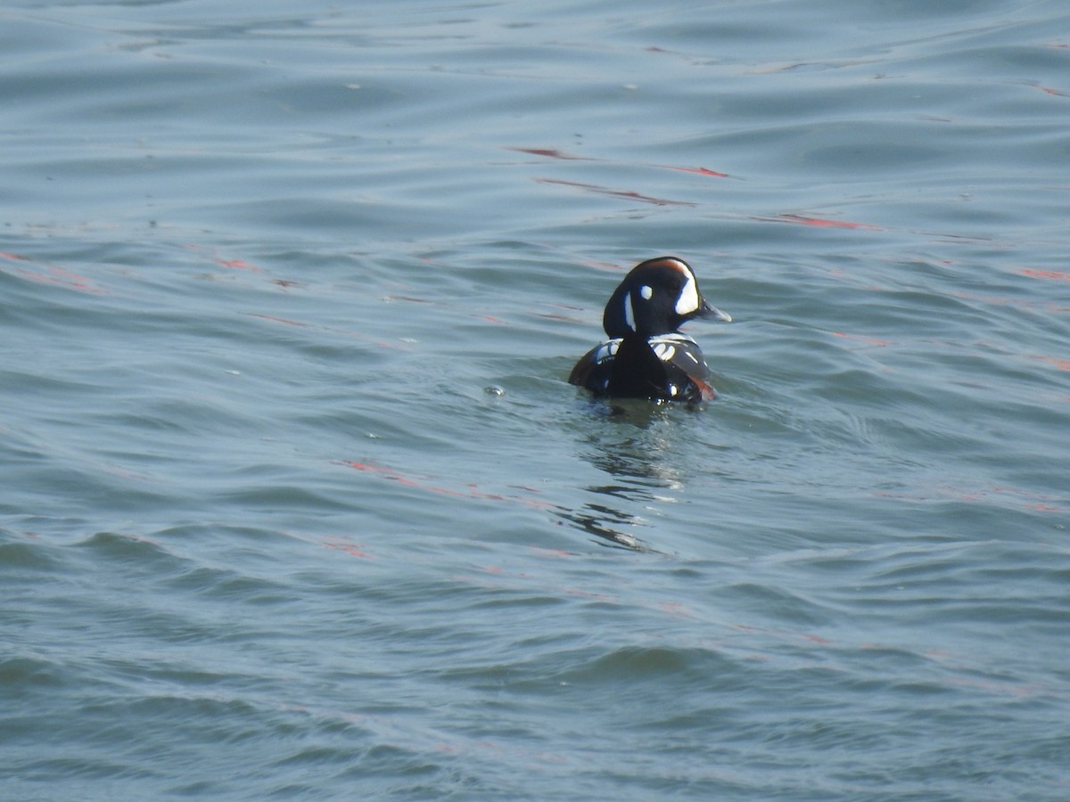 Harlequin Duck - Justin Harris