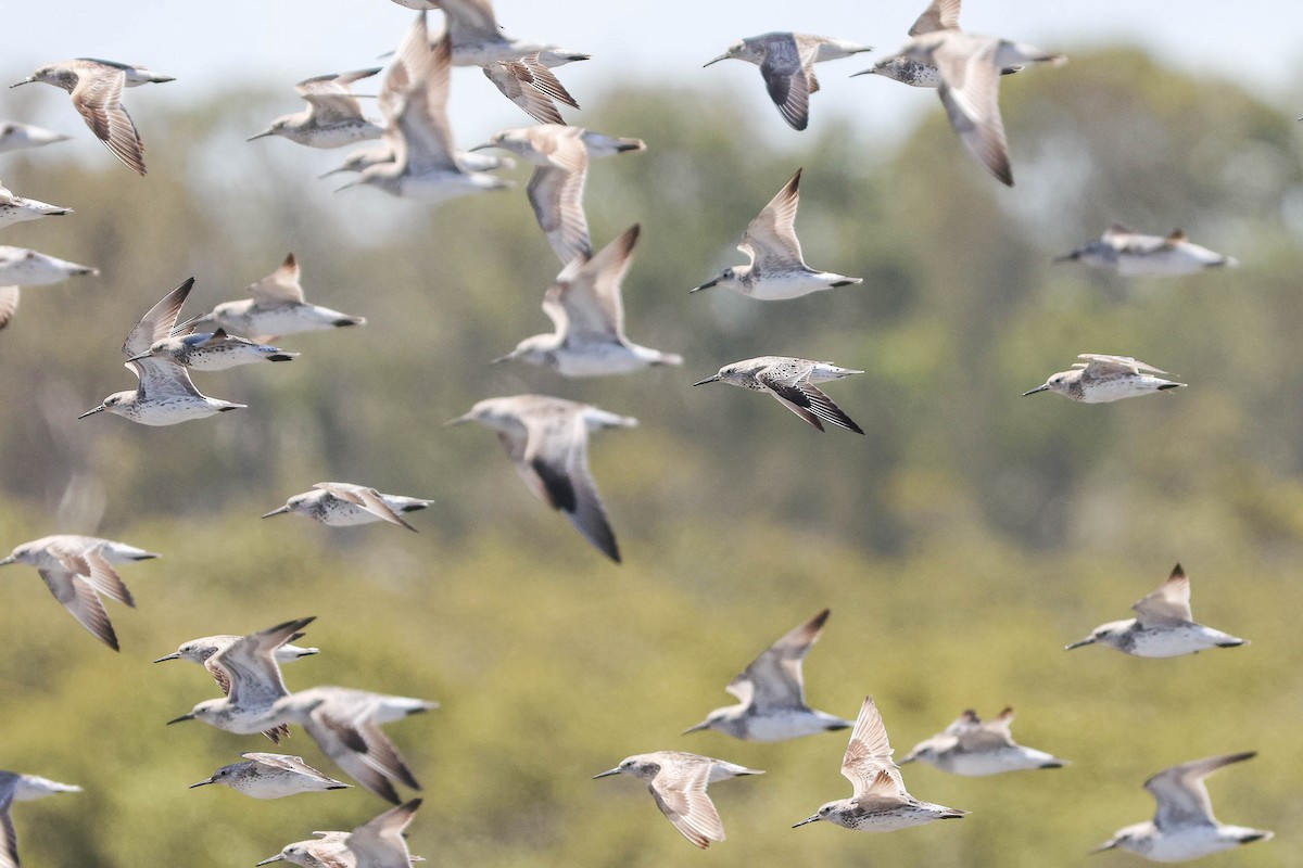 Great Knot - Ged Tranter