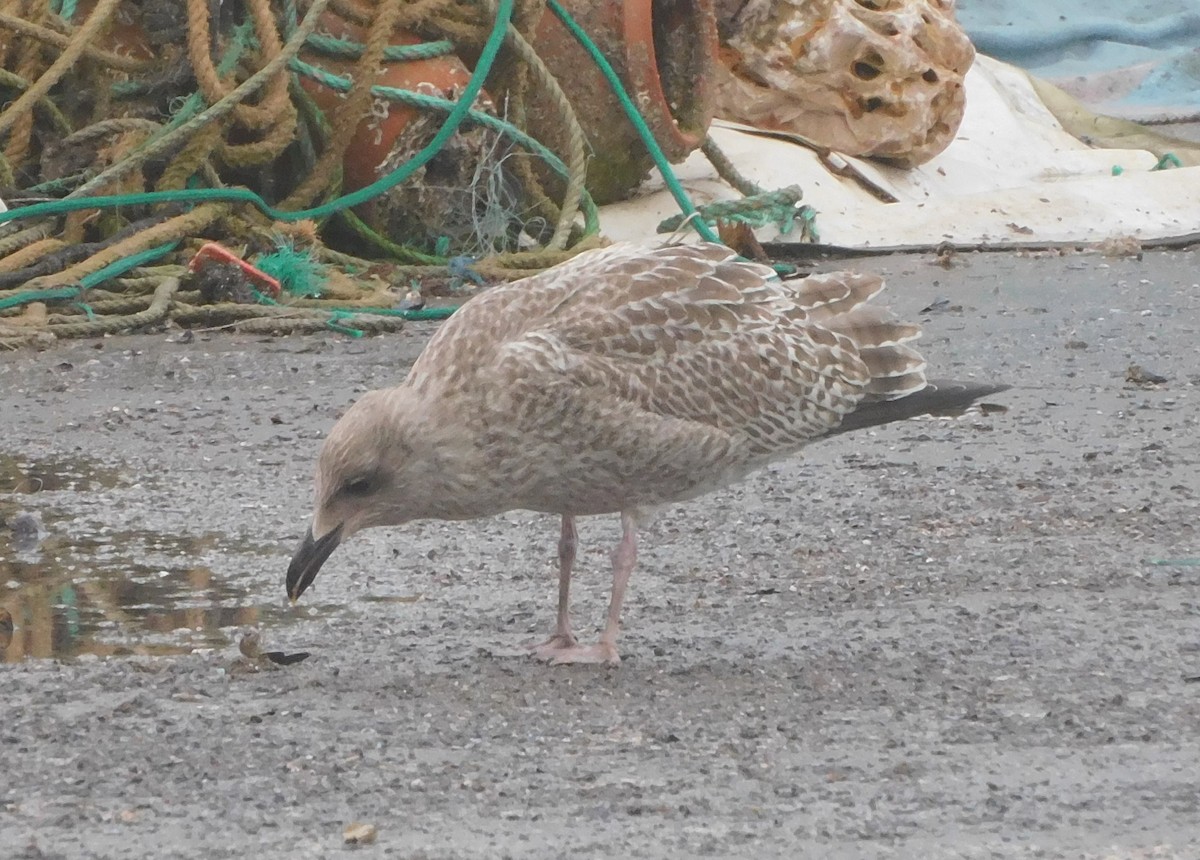 Herring Gull - ML302559291