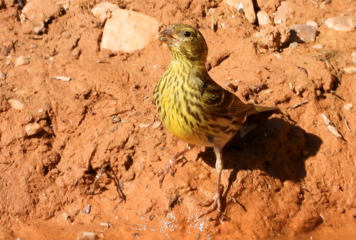Serin cini - ML302560771