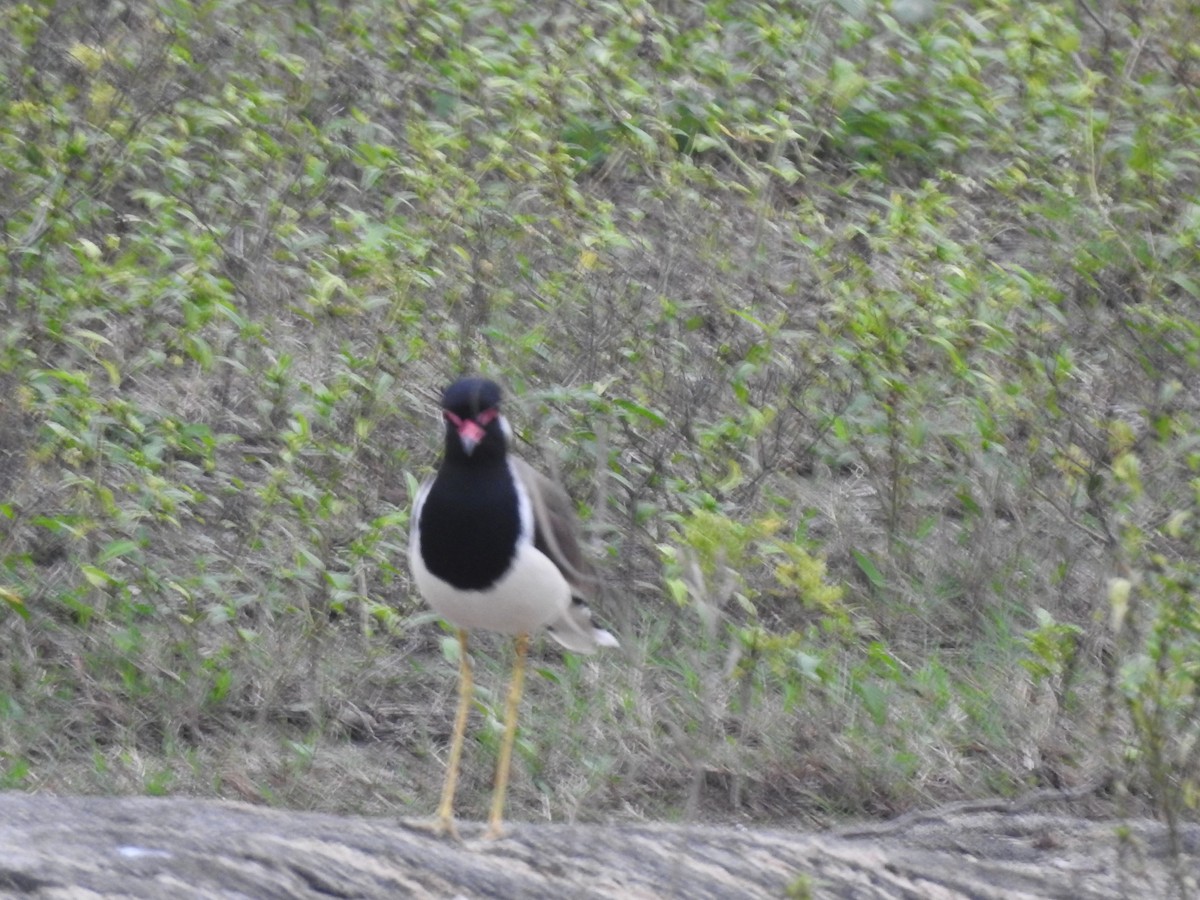 Red-wattled Lapwing - ML302562051