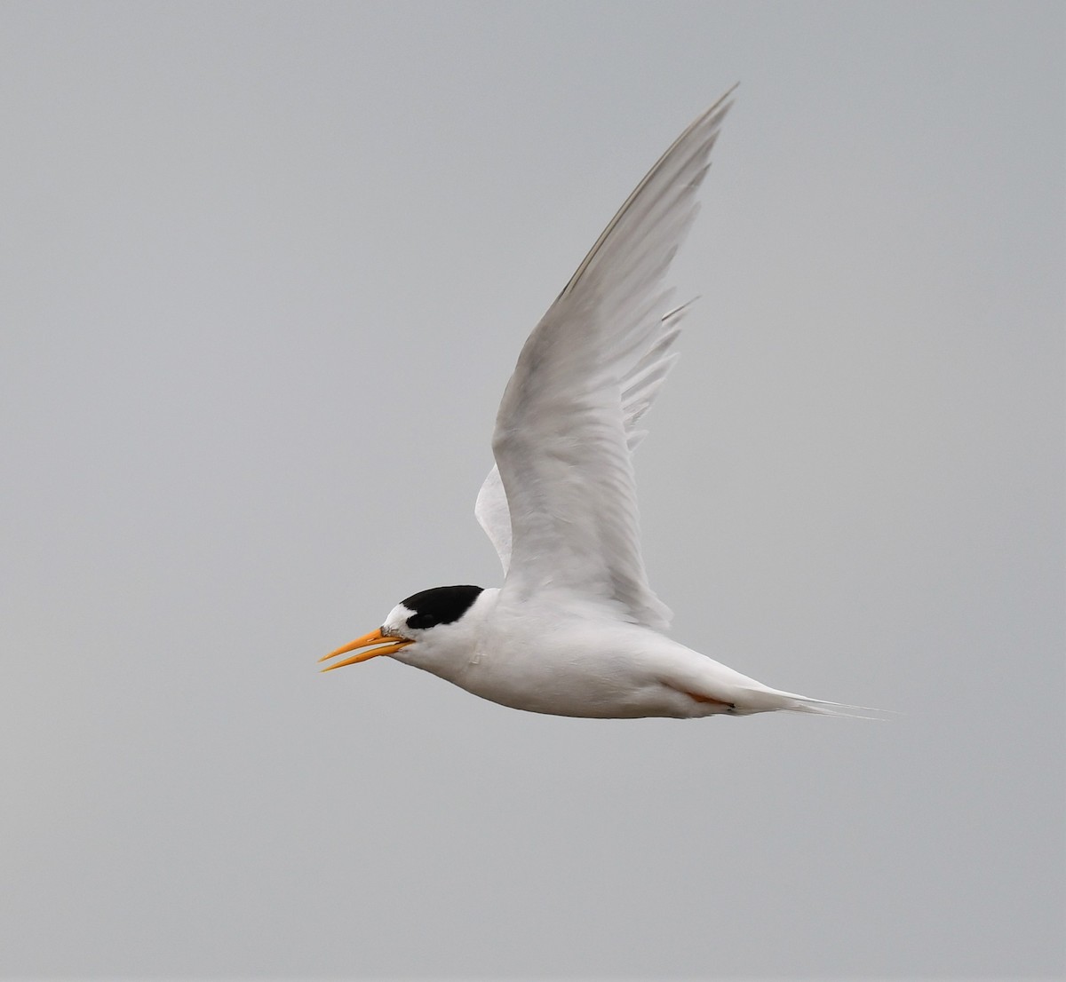 Australian Fairy Tern - Robert Anderson