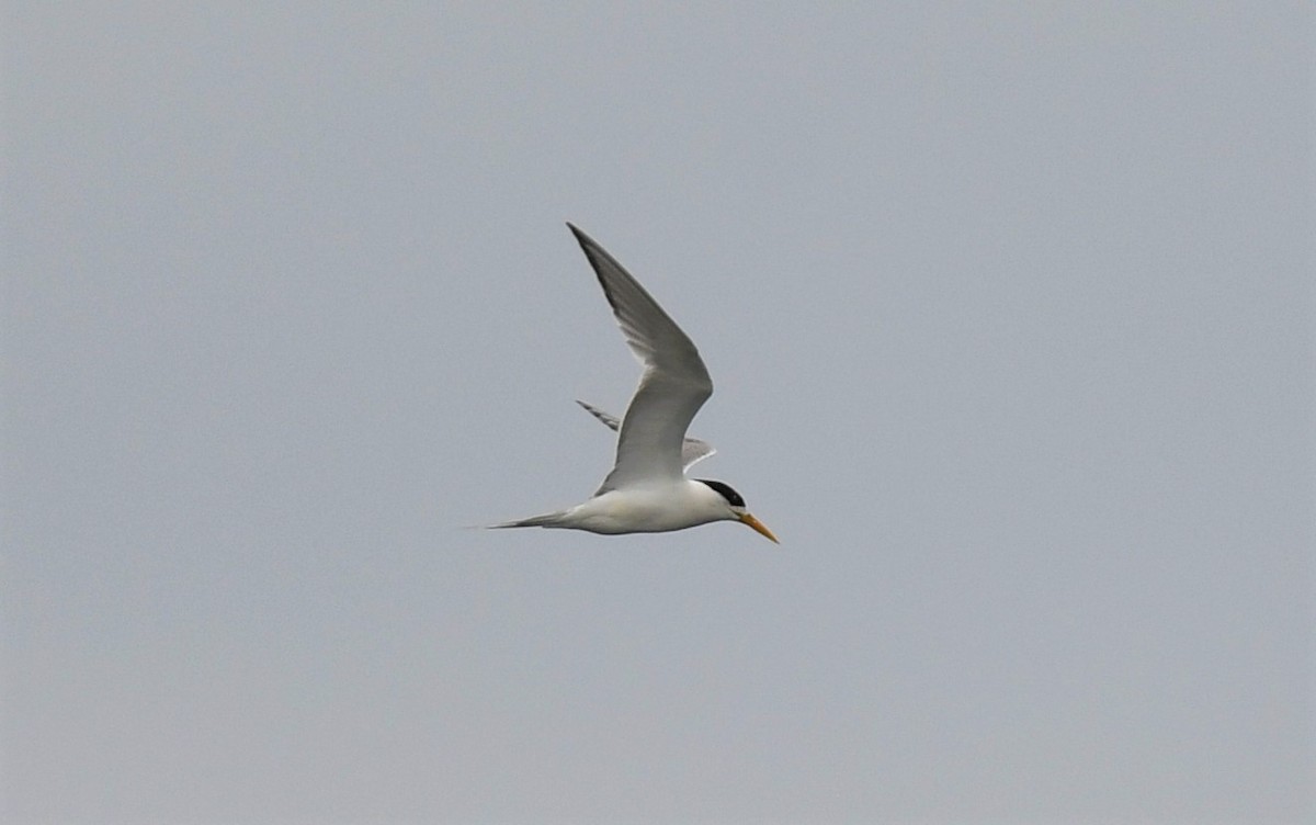 Great Crested Tern - ML302562531