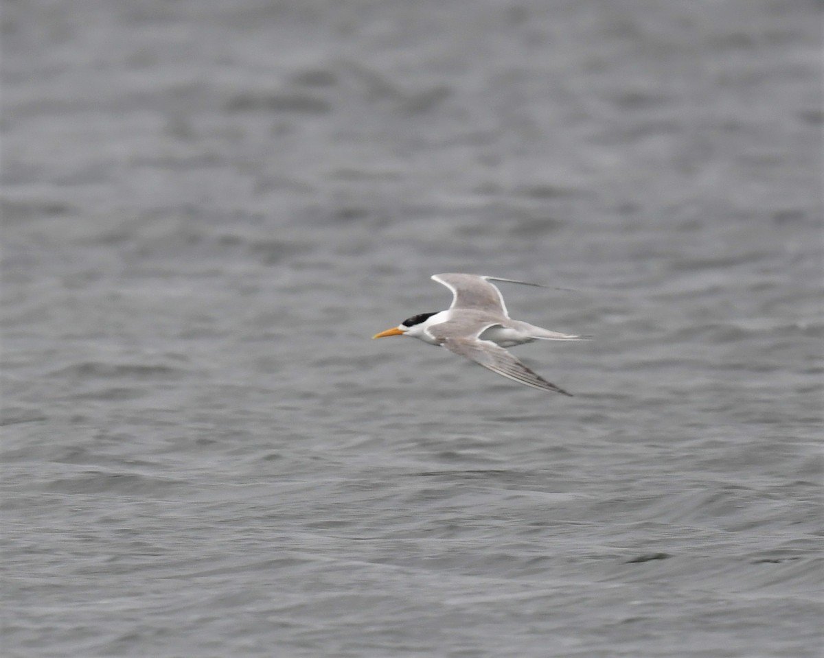Great Crested Tern - ML302562551