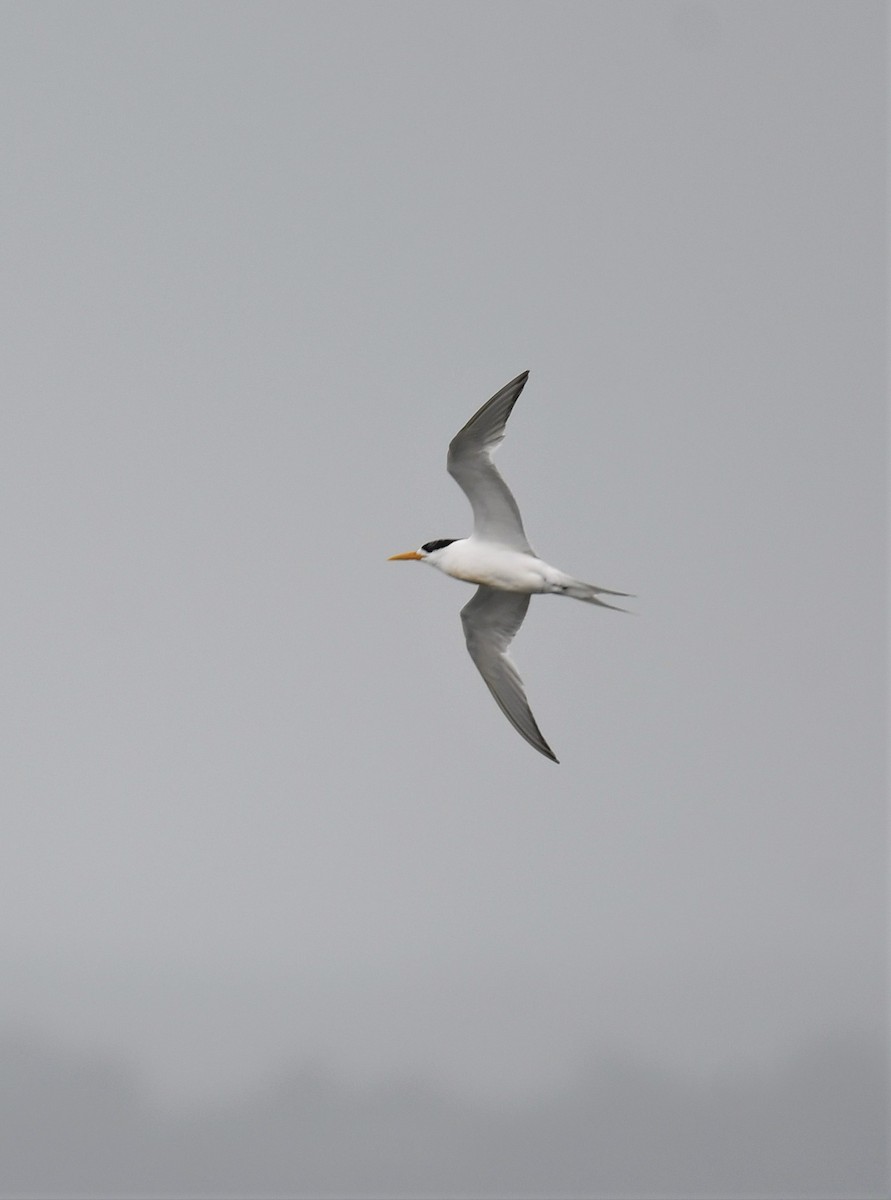 Great Crested Tern - ML302562571