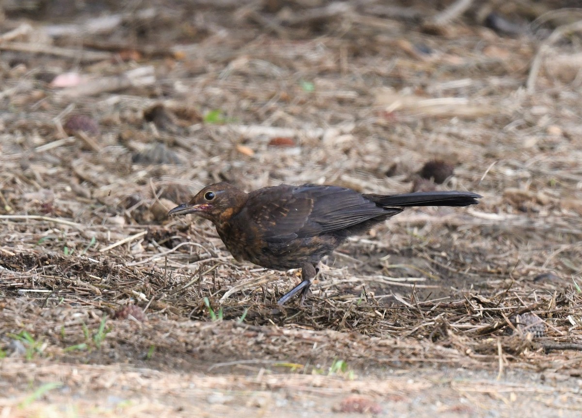 Eurasian Blackbird - ML302563071