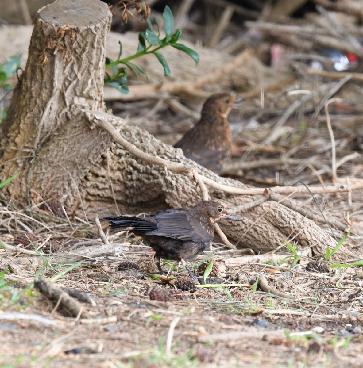 Eurasian Blackbird - ML302563091