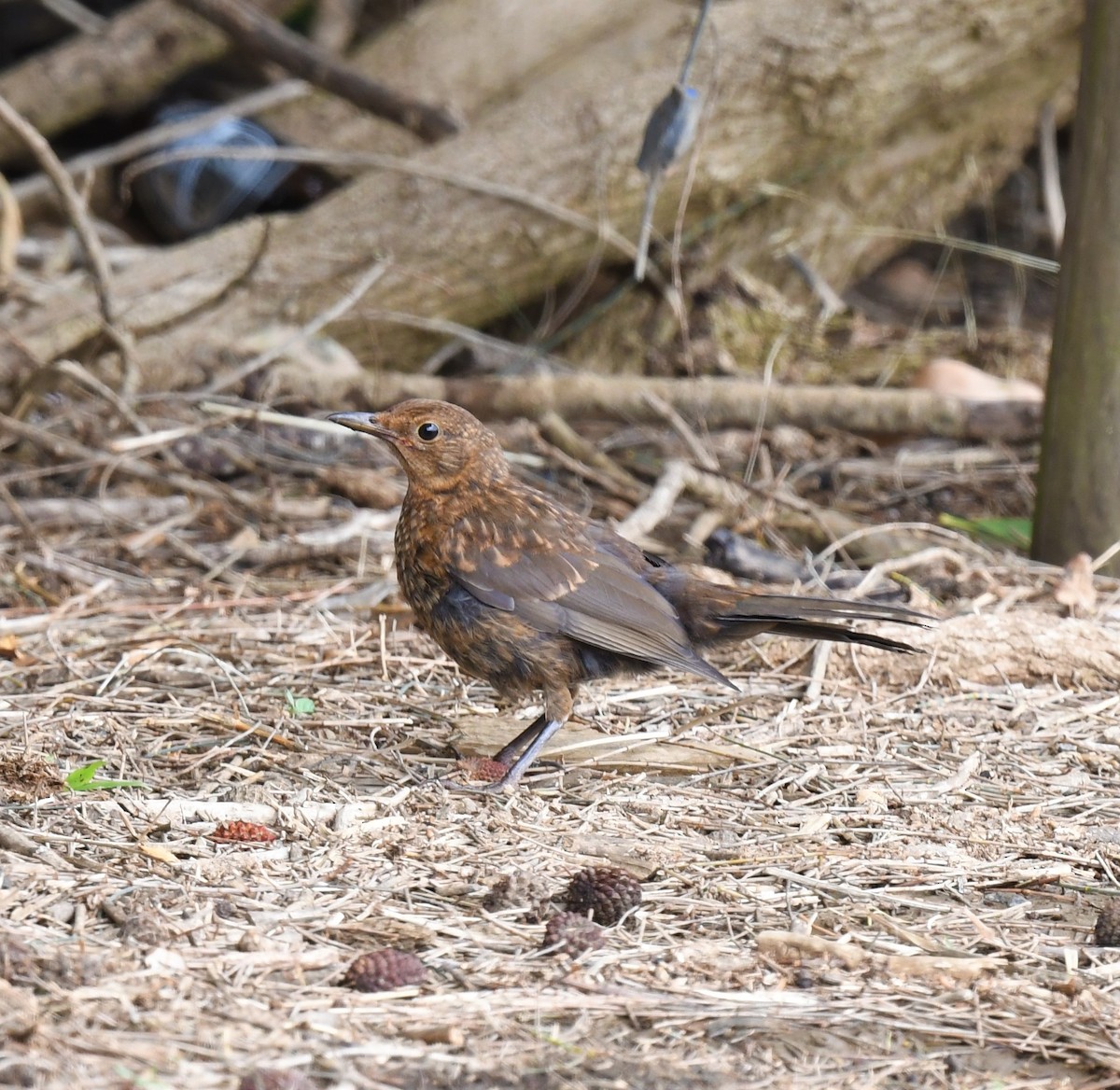 Eurasian Blackbird - ML302563111