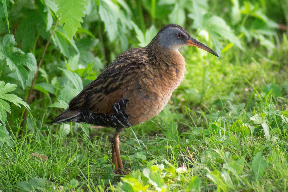 Virginia Rail - David Turgeon