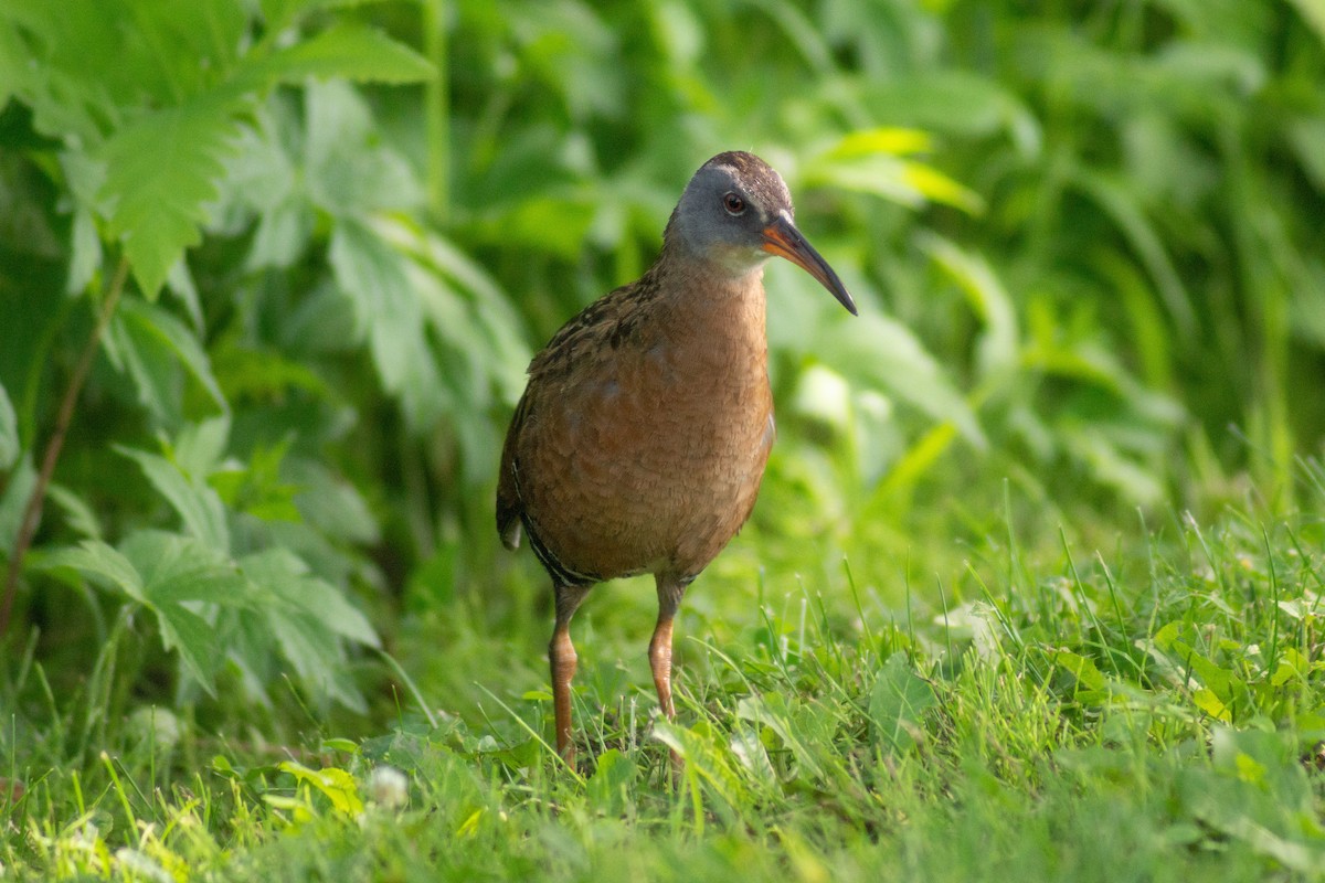 Virginia Rail - David Turgeon