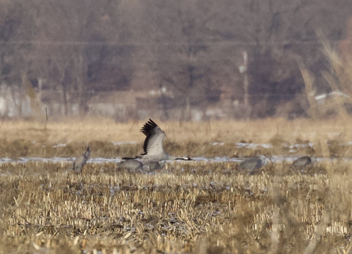 Common Crane - ML302563541