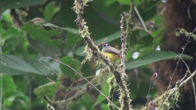 Мухоїд-білозір (підвид ornatus/stellatus) - ML302563691