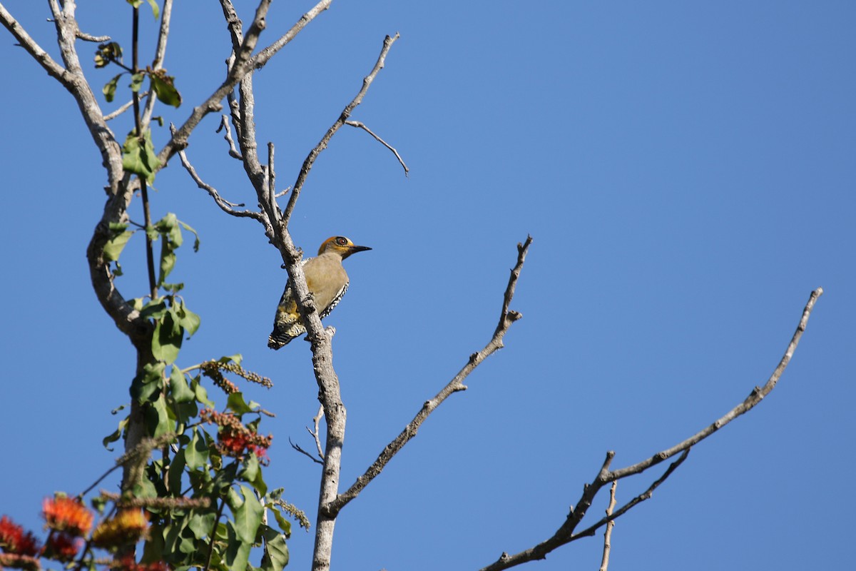 Golden-cheeked Woodpecker - ML302565881