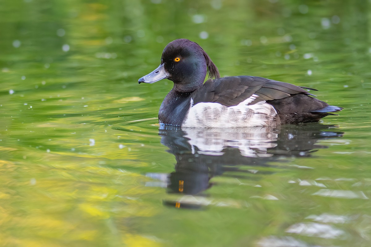 Tufted Duck - ML302565921