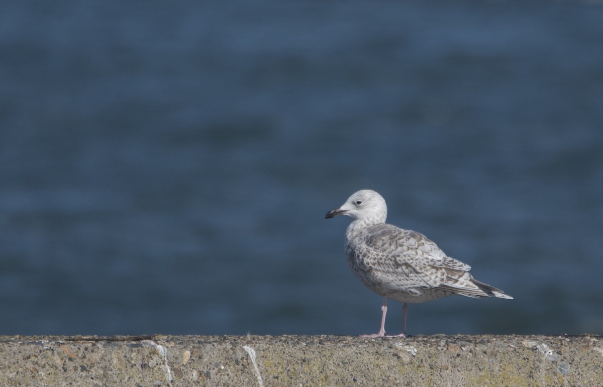 Gaviota Argéntea x Gavión Hiperbóreo (híbrido) - ML302567011