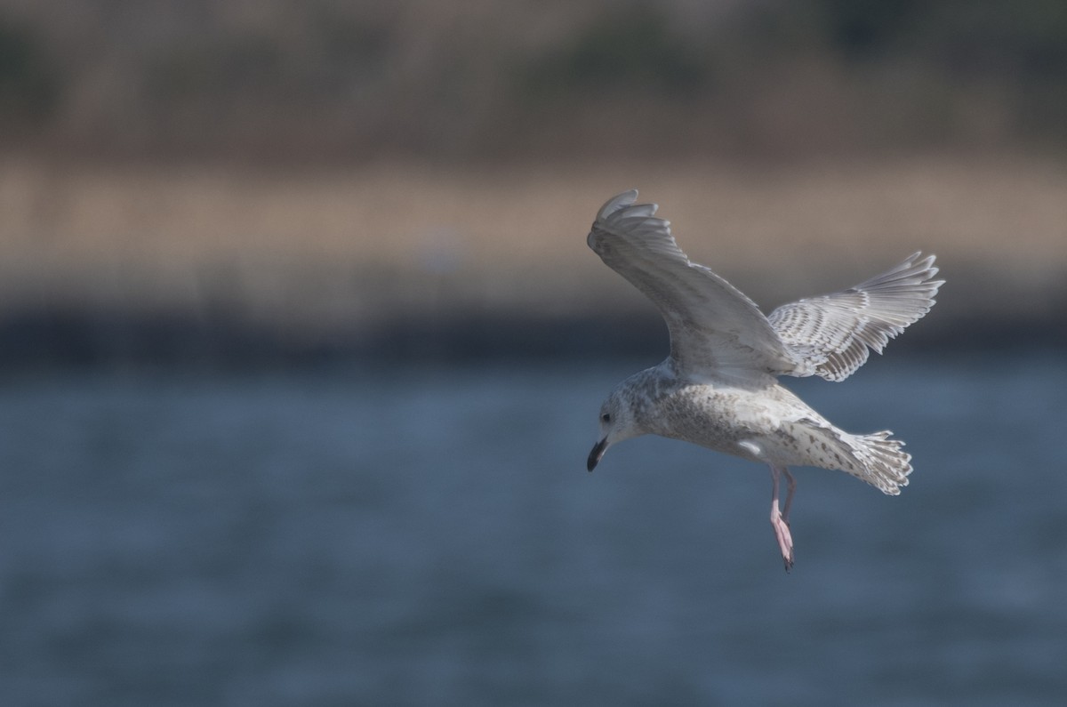 Gaviota Argéntea x Gavión Hiperbóreo (híbrido) - ML302567021