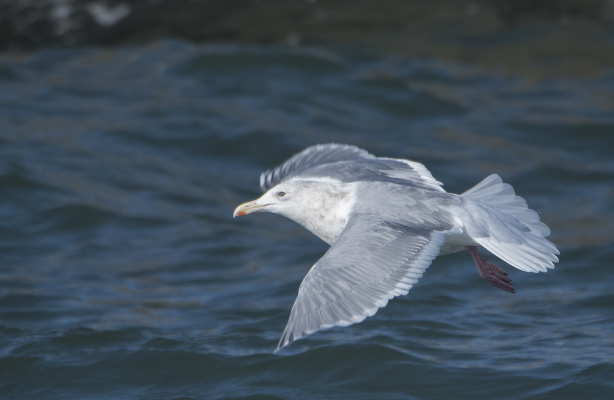 Glaucous-winged Gull - ML302567071