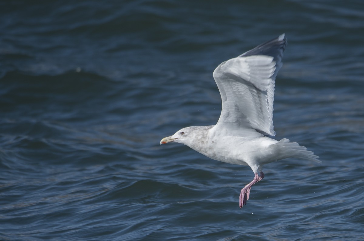 Glaucous-winged Gull - Anonymous