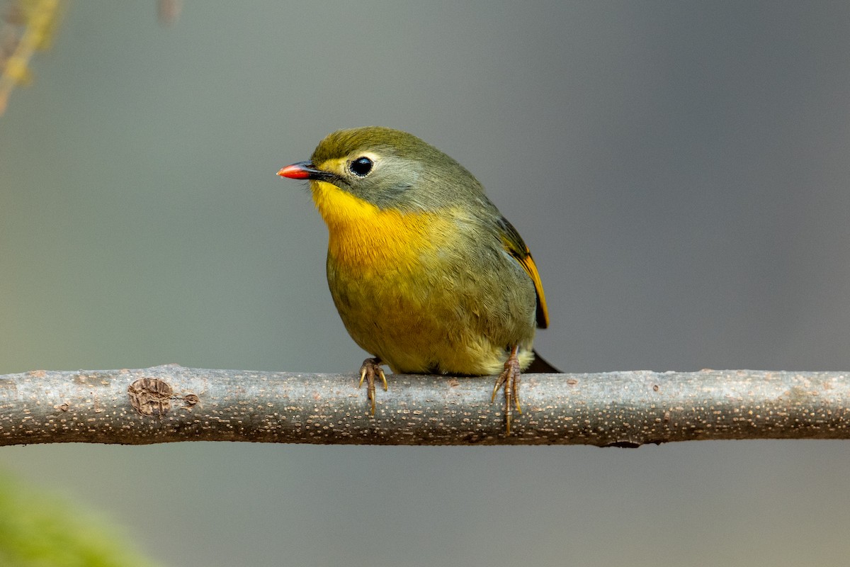 Red-billed Leiothrix - Vivek Saggar