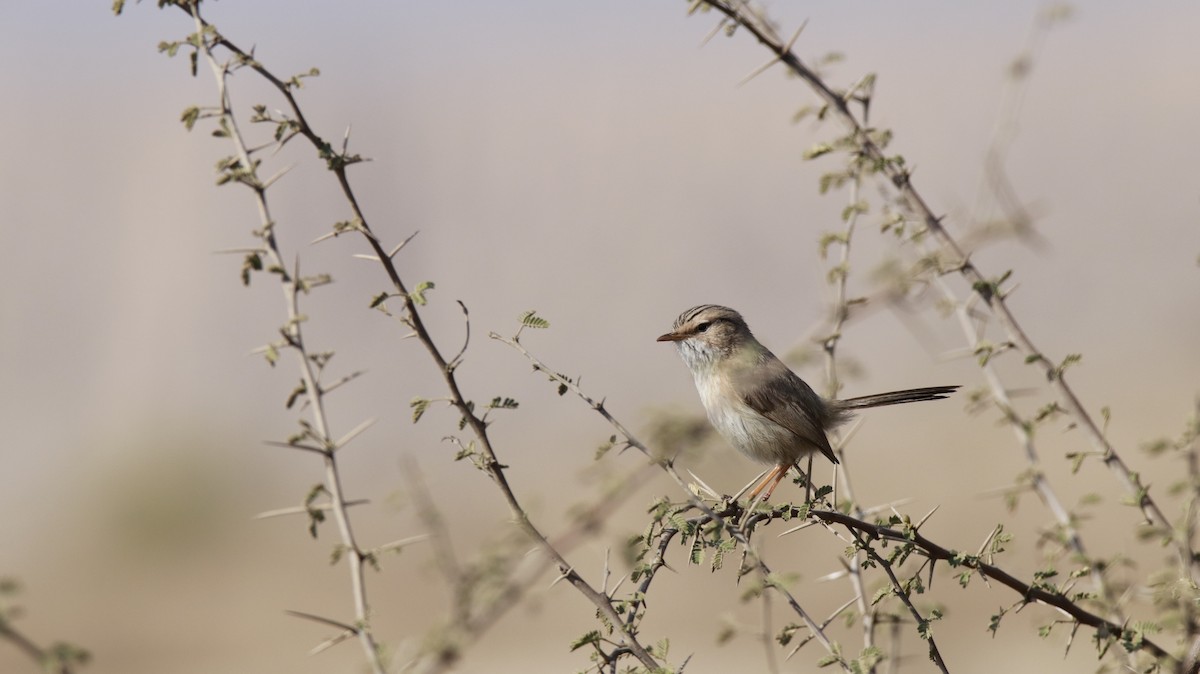 Scrub Warbler - ML302570501