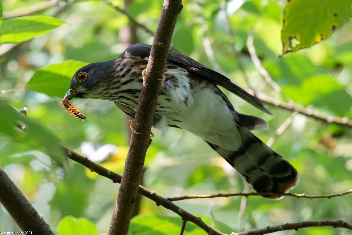 Hodgson's Hawk-Cuckoo - ML302571021
