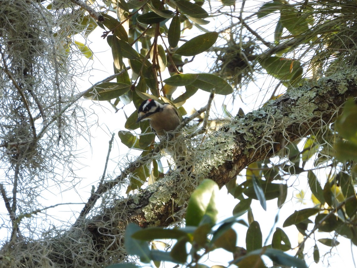 Downy Woodpecker - ML302571211