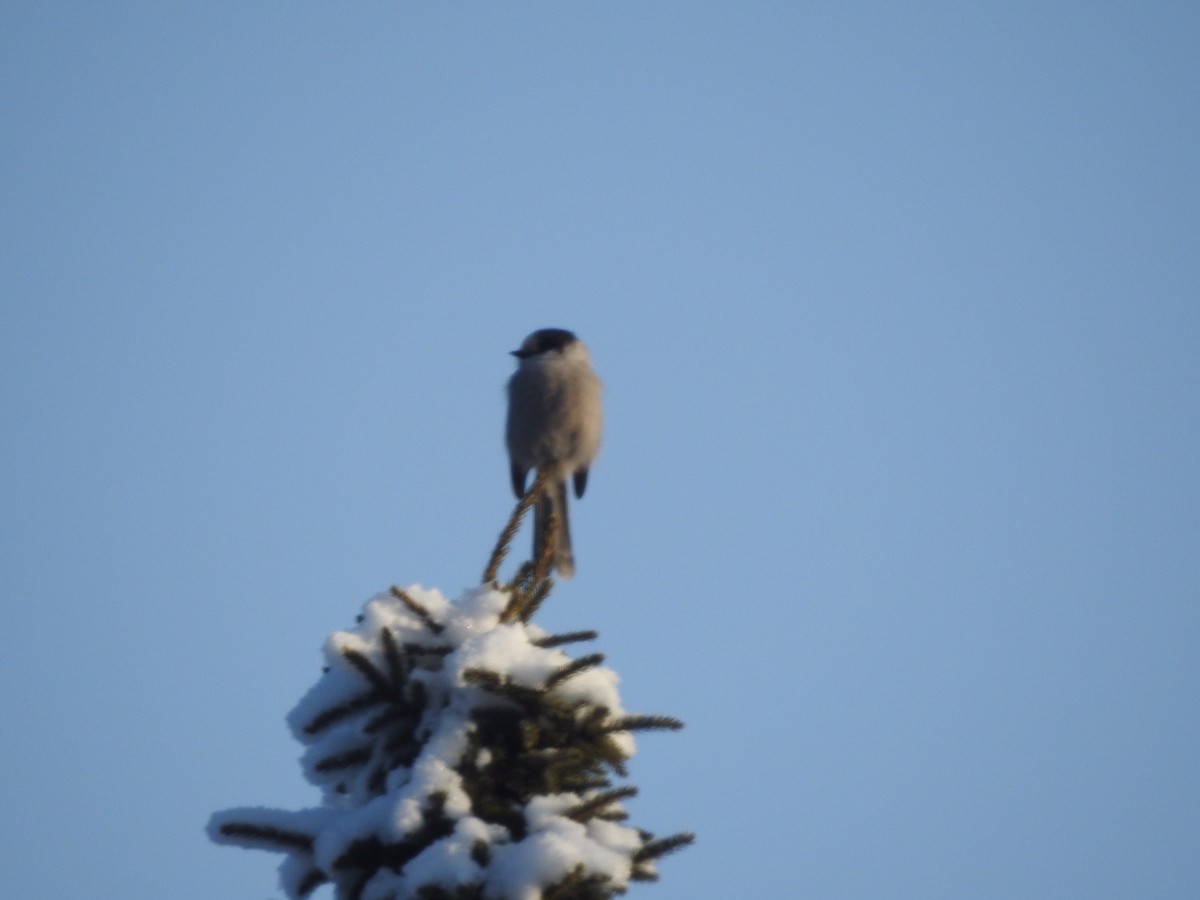 Canada Jay - ML302572101