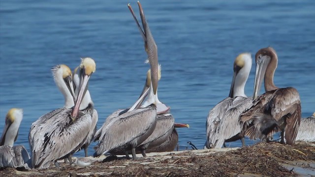 pelikán hnědý (ssp. carolinensis) - ML302574001