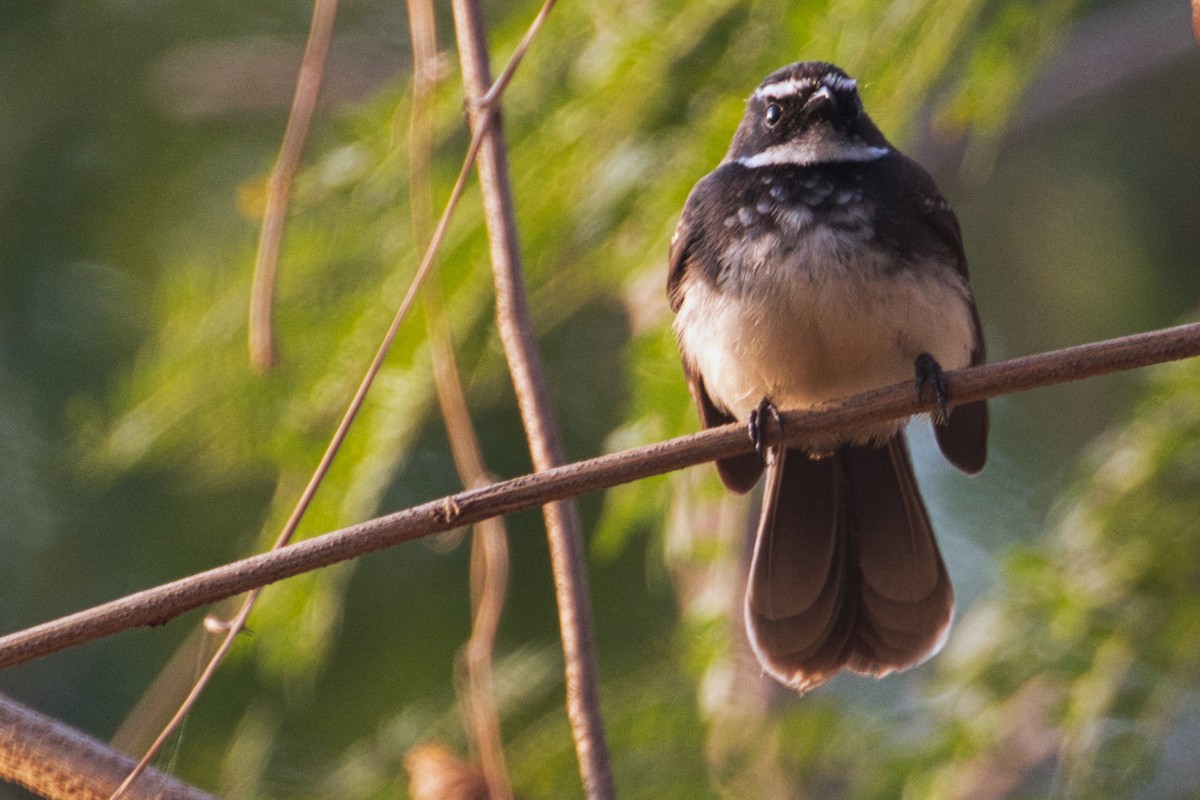 Spot-breasted Fantail - ML302576681