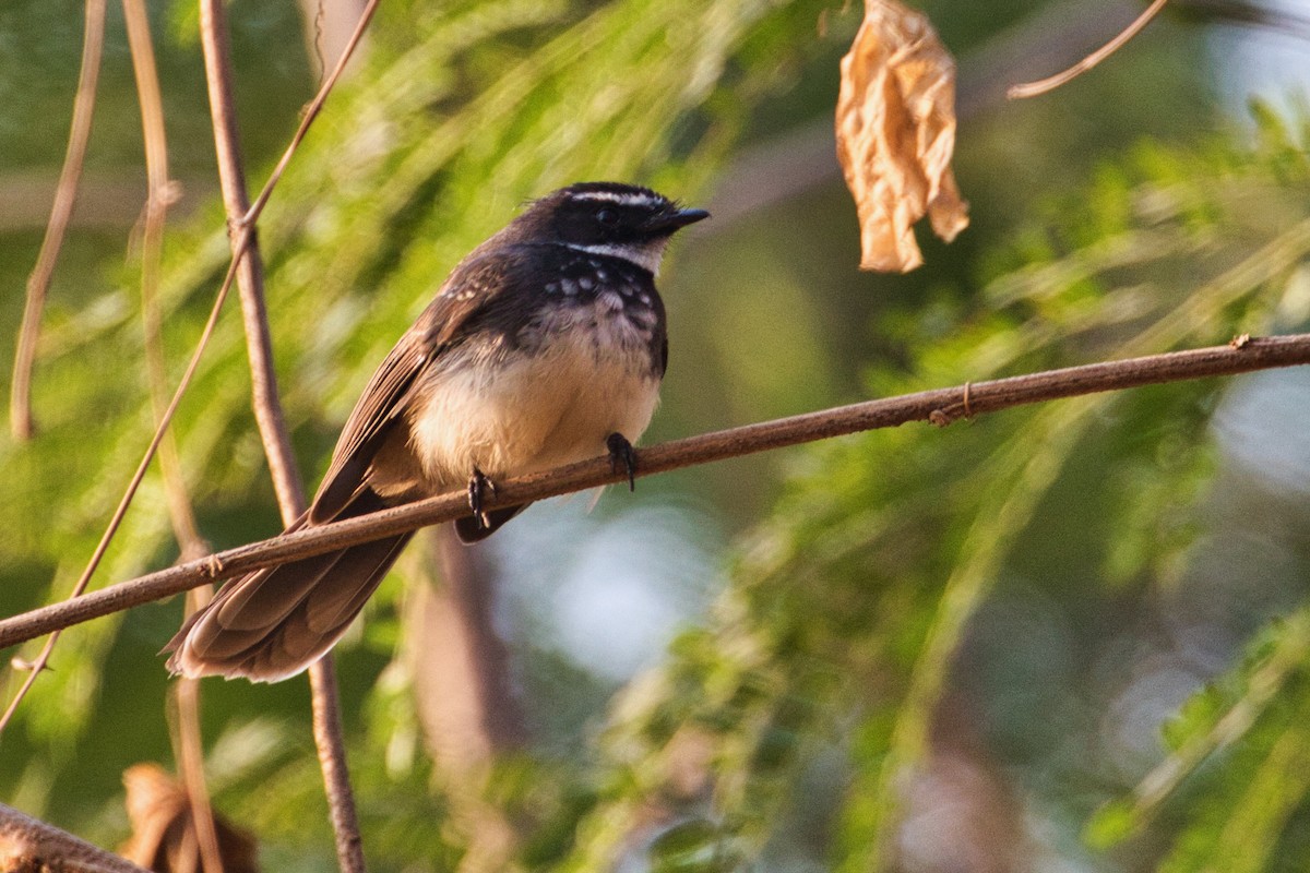 Spot-breasted Fantail - ML302576781