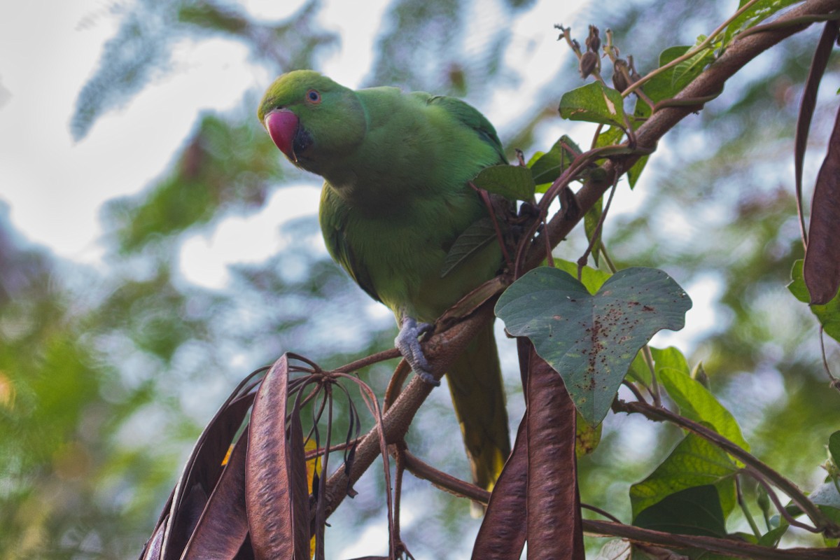 Rose-ringed Parakeet - ML302576871