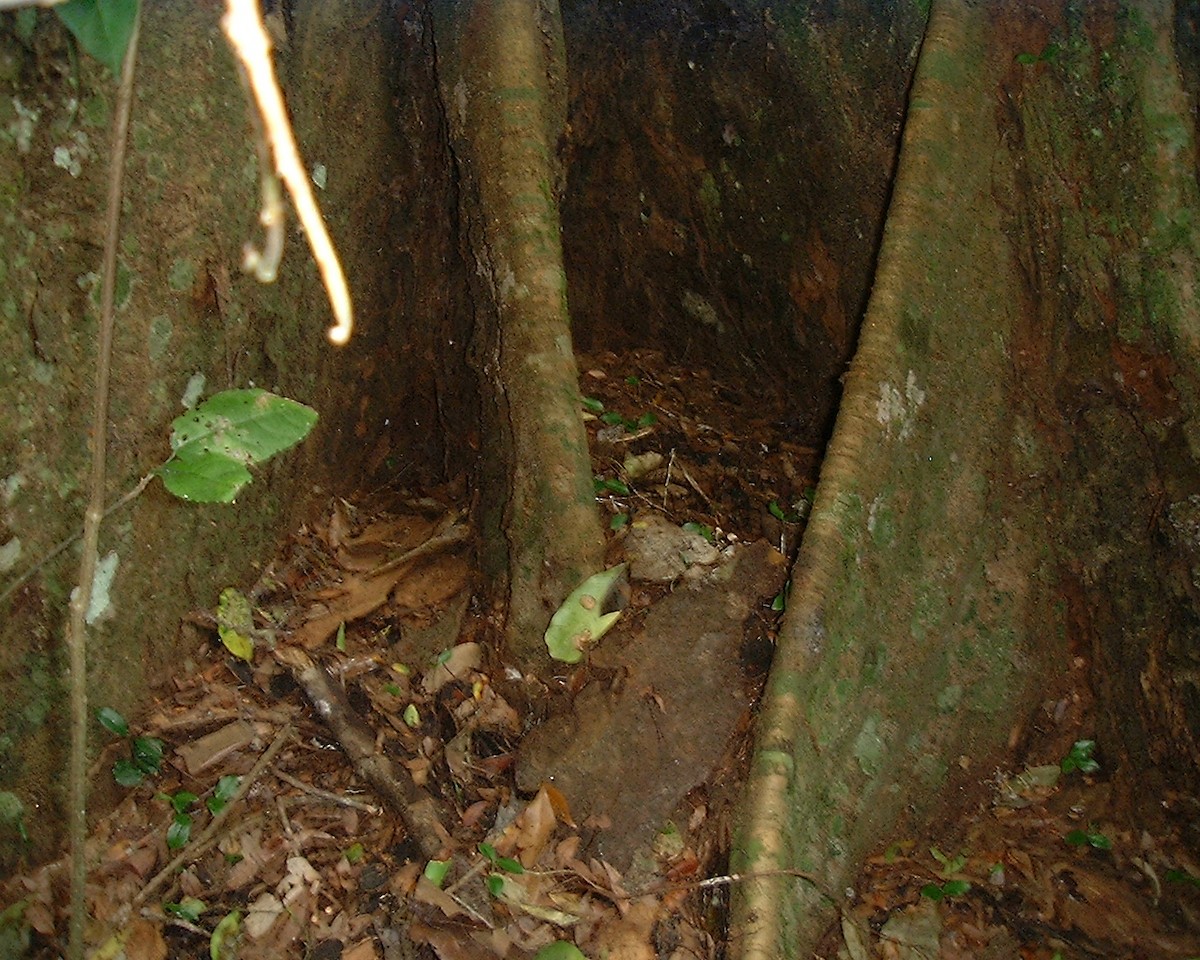 Nahan's Partridge - ML30257771