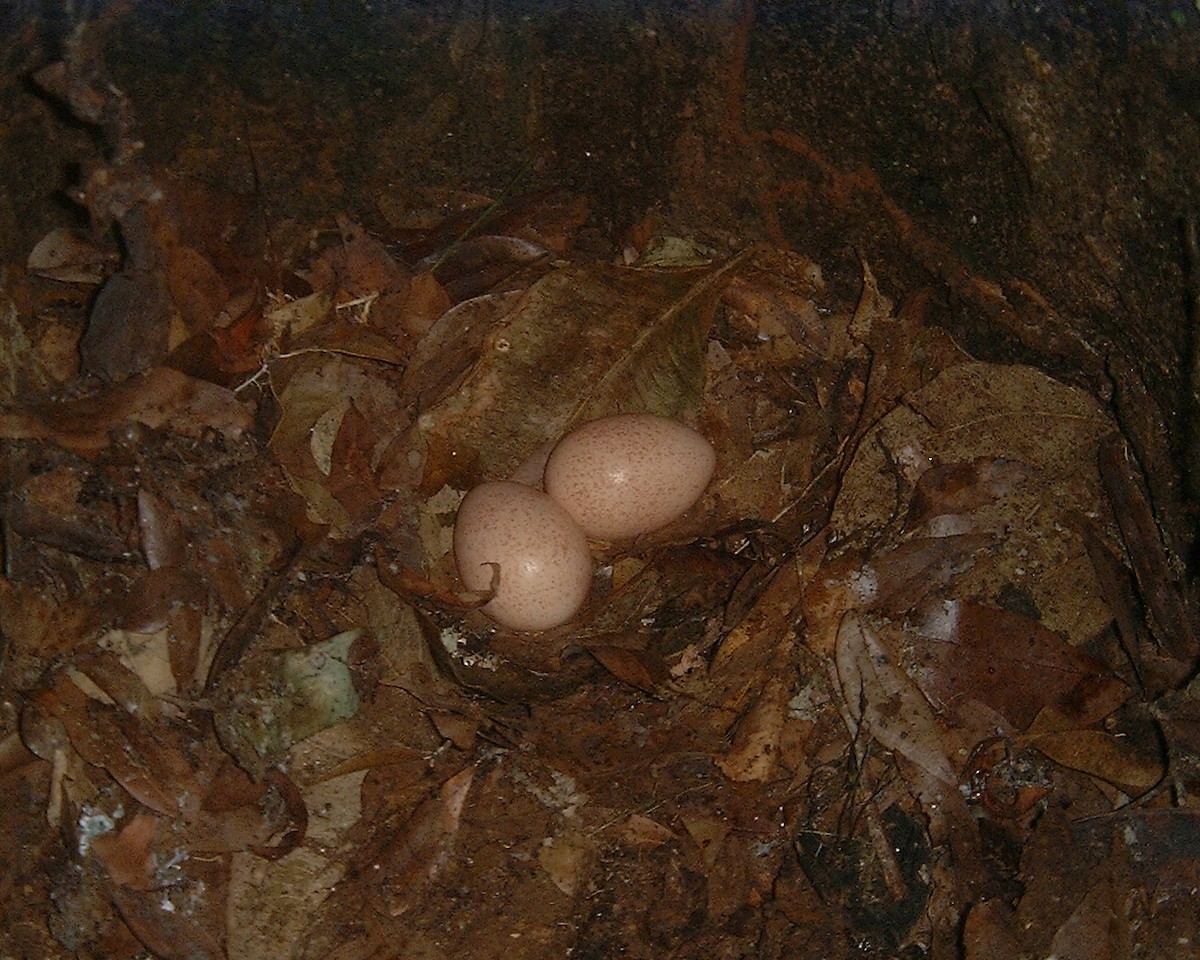 Nahan's Partridge - ML30257781