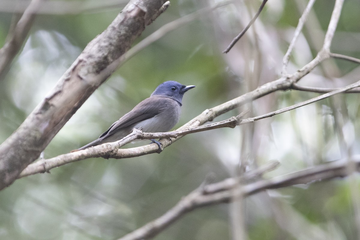 Black-naped Monarch - ML302579231