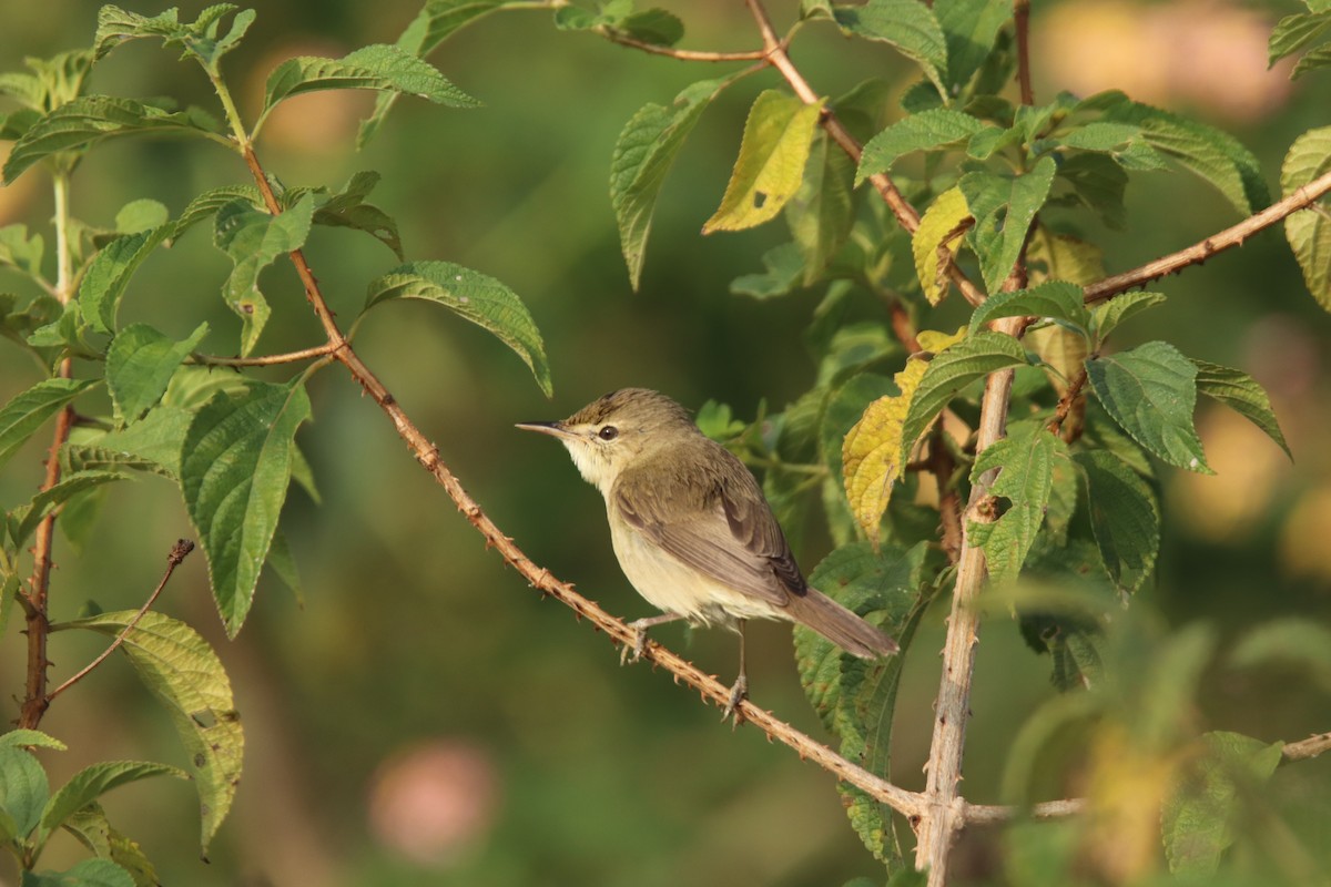 Бутны охил бялзуухай - ML302579391